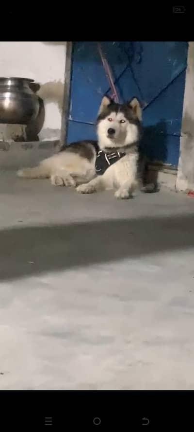 German Shepherd & Husky Dogs Available for Sale