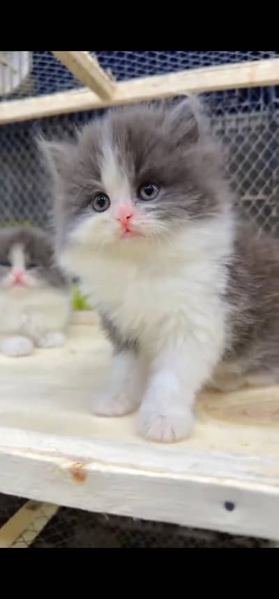 Quality Persian Punchface cat & kitten. moreWhatsApp 03233614642