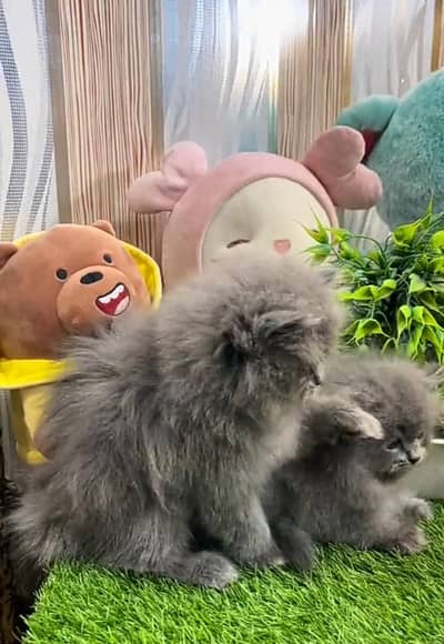 Persian cat triple cod for sale,my WhatsApp 03464644037