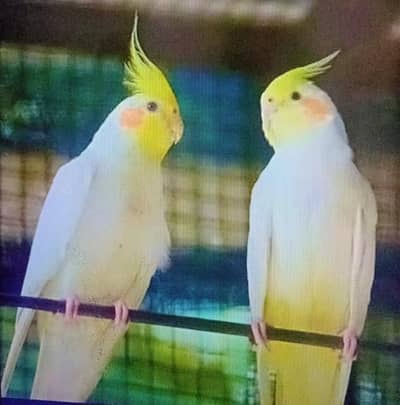 coctail birds for sale
