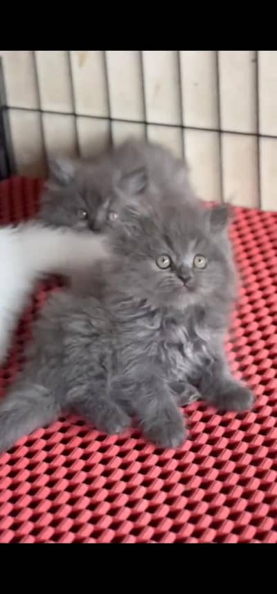Quality Persian Punchface cat & kitten. moreWhatsApp 03233614642