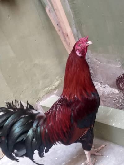 Desi murgha available for sale