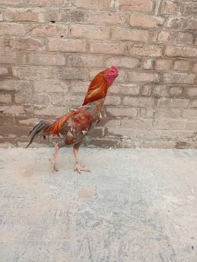 Aseel Male for sale