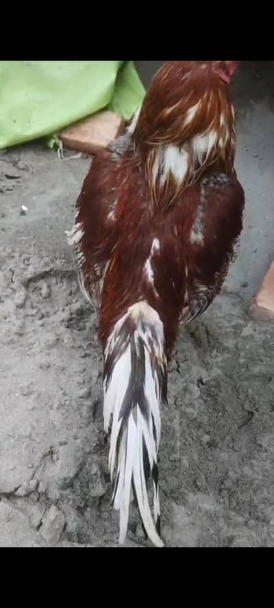 aseel sindhi ek female or 4 female active