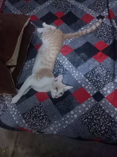 Cat to Adopt