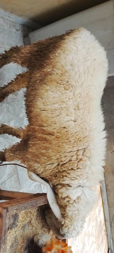 2 sheeps (Chatre) sale for Qurbani 2026