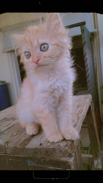 Female persian kitten