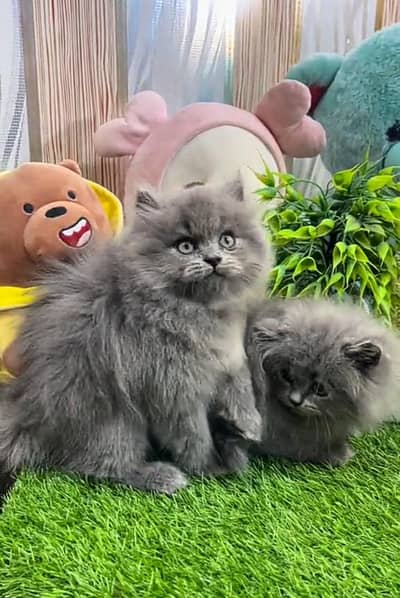 Persian cat triple cod for sale,my WhatsApp 03265565734