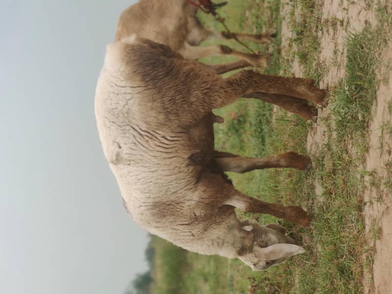 white dumba 1