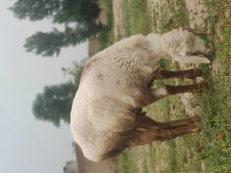 white dumba 2