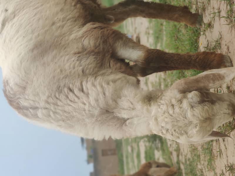 white dumba 4