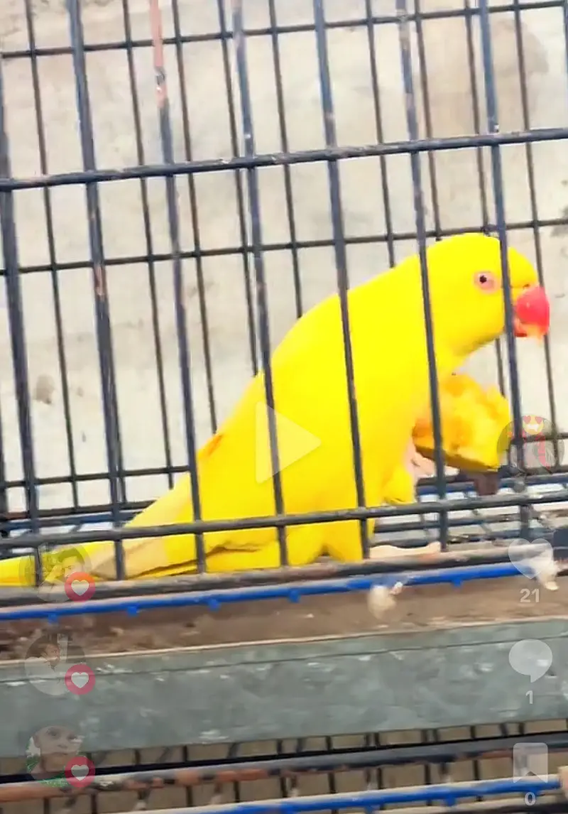 Yelow beuty birds differnt ptiz any birds now cal — photo 2
