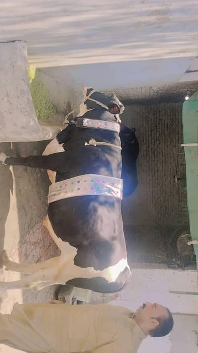 big bull for sale for qurbani
