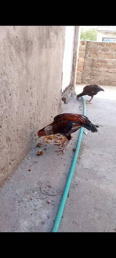 mianwali aseel for sale