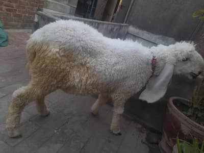 Kagla Chatra / sheep