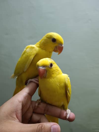 Yellow Jambo Size Parrot 03336610040