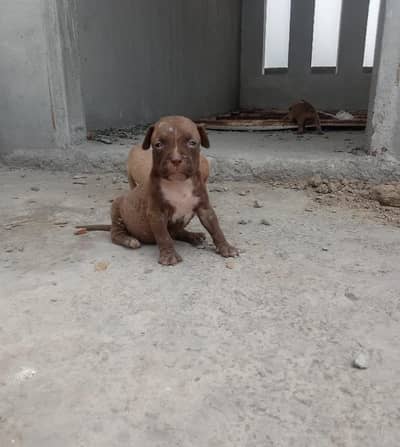 pitbull