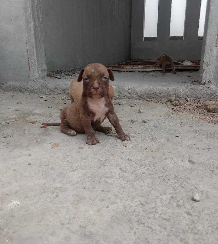 pitbull 0