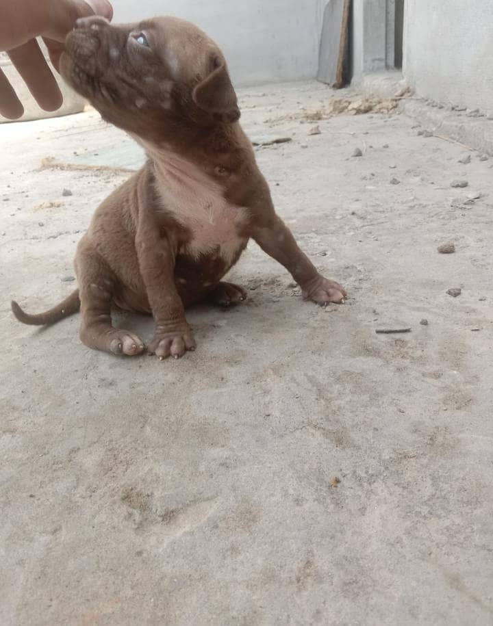 pitbull 1