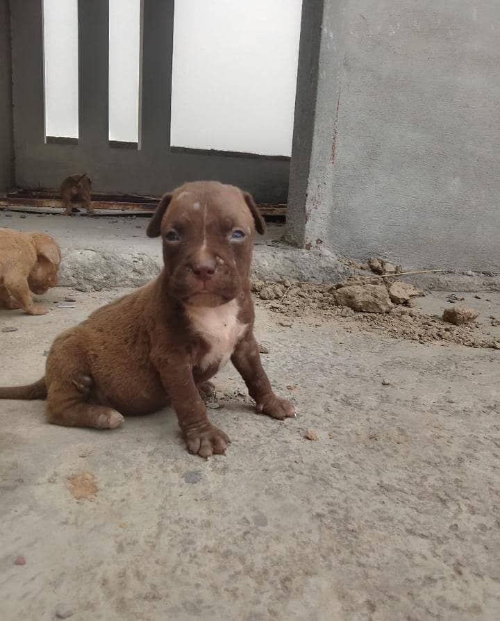 pitbull 2