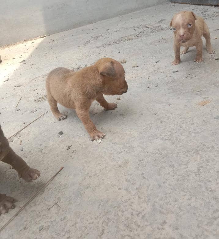 pitbull 3