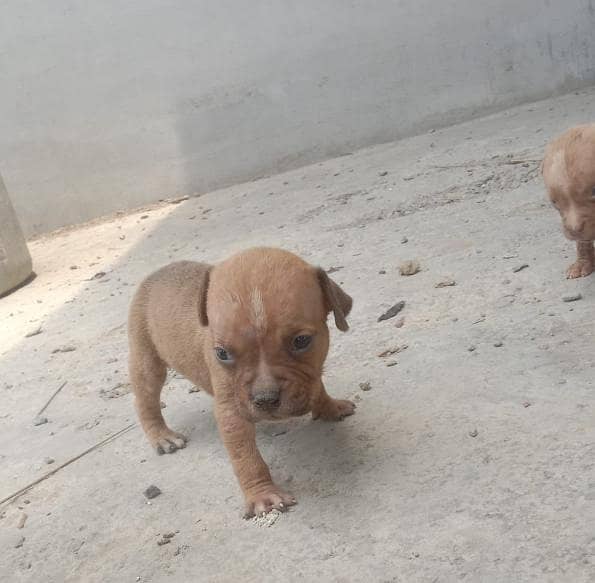 pitbull 4