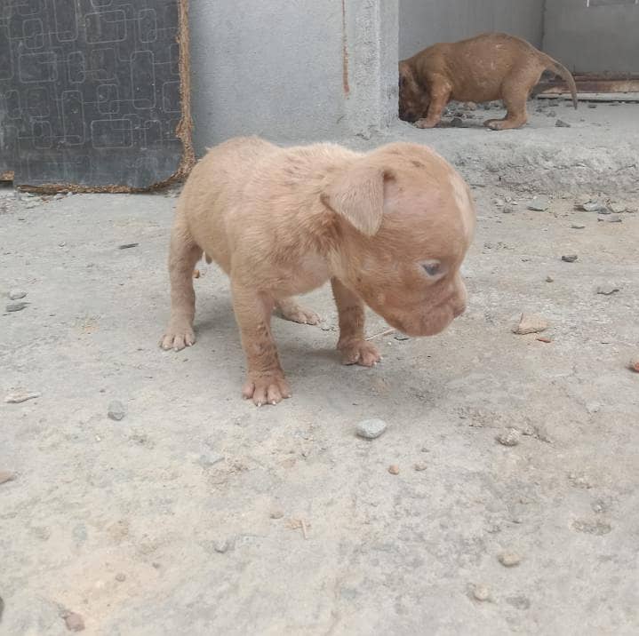 pitbull 5