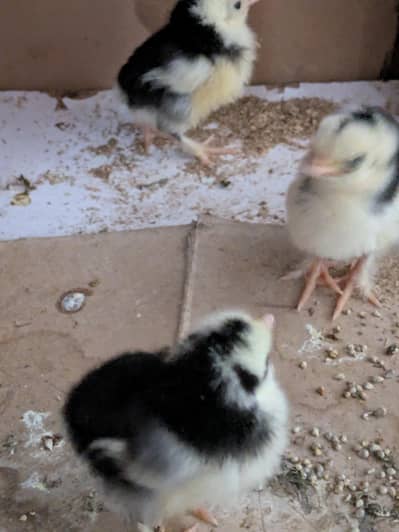 Bantam chicks