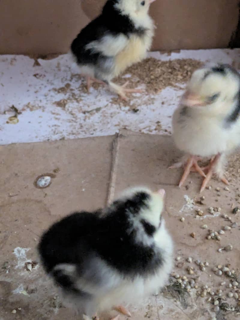 Bantam chicks 0