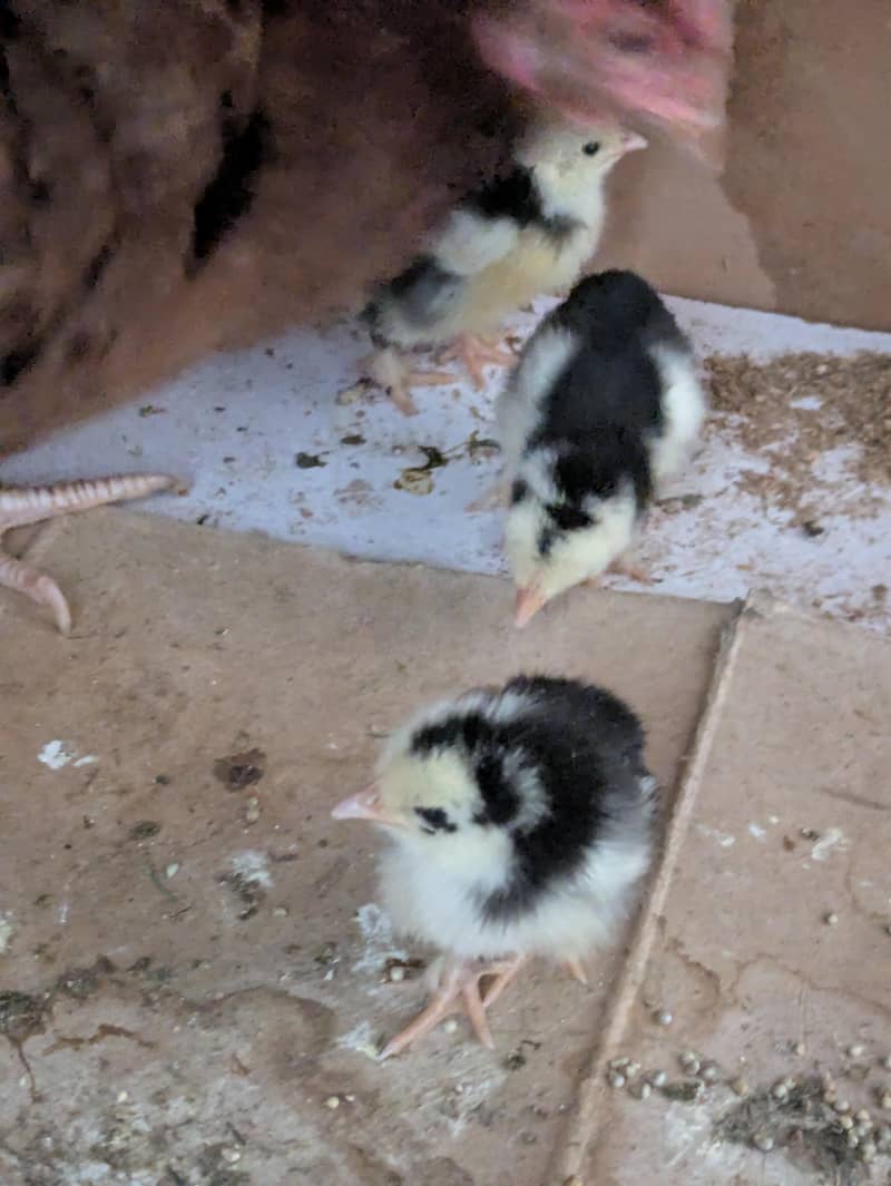Bantam chicks 1