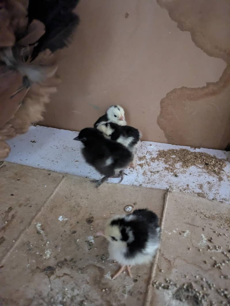 Bantam chicks 2