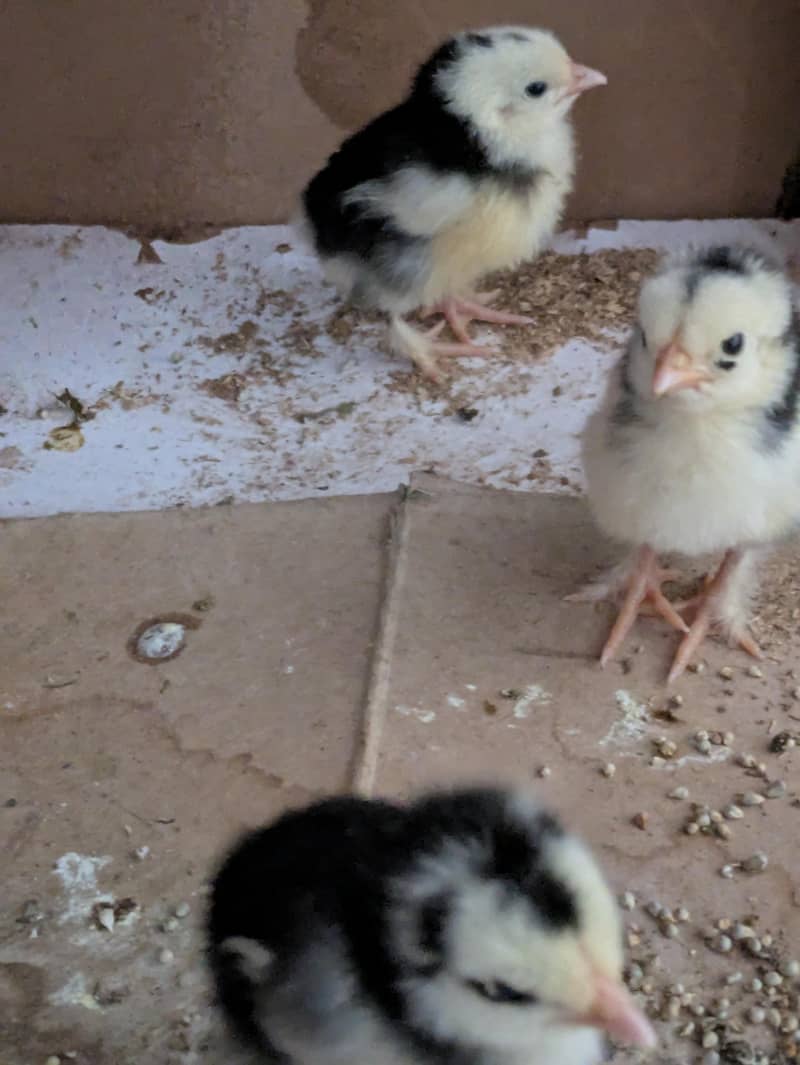 Bantam chicks 3