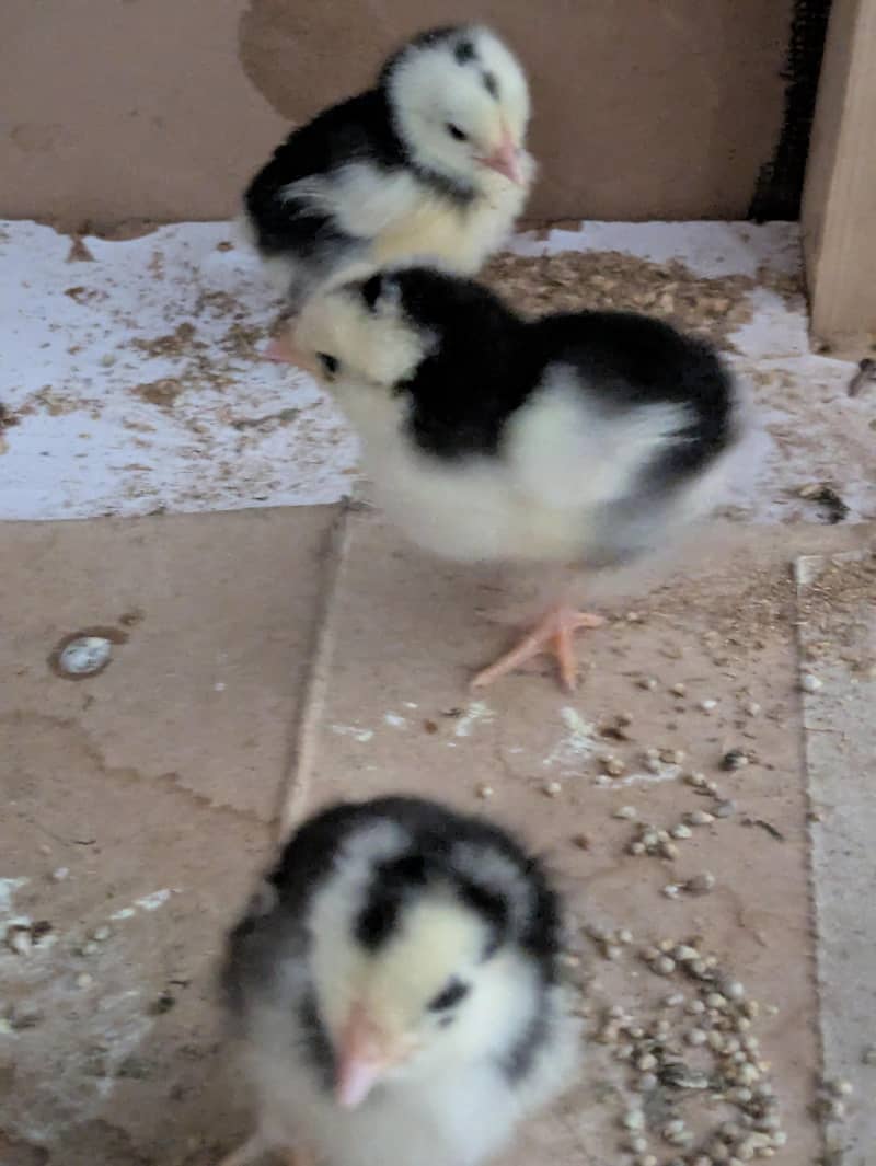 Bantam chicks 4