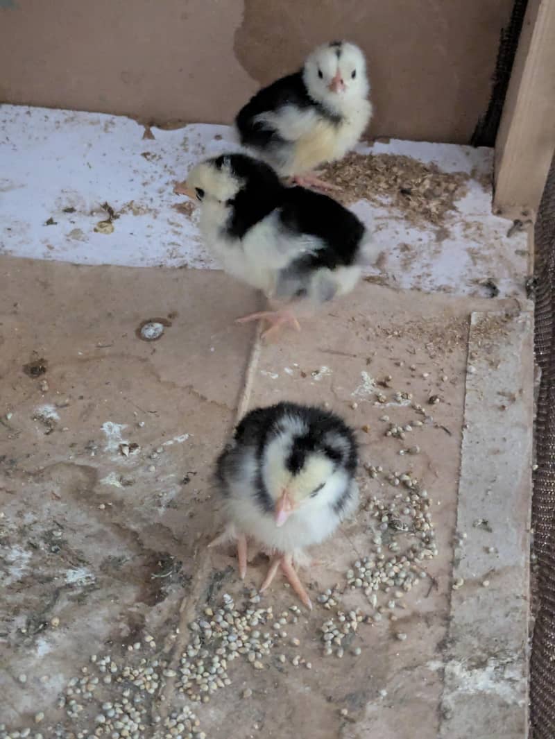 Bantam chicks 5