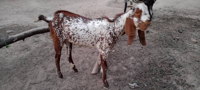 khasi bakra for sale