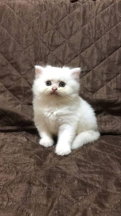 Lovely Home Raised Kitten Available