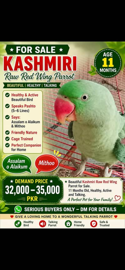 parrot
