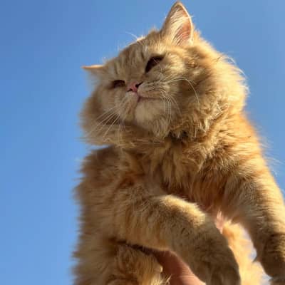 Healthy Female male Persian Kitten for Sale