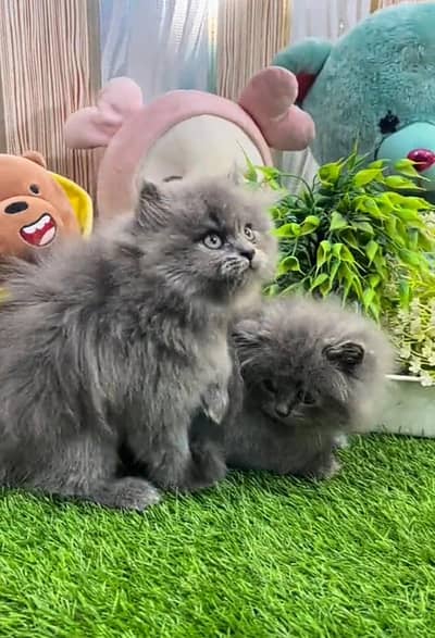 Persian cat triple cod for sale,my WhatsApp 03464644037