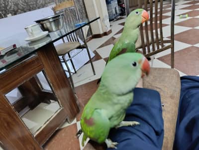 Kashmiri Raw 4 months old Parrots for Sale  Hand Tame & Flying Trained