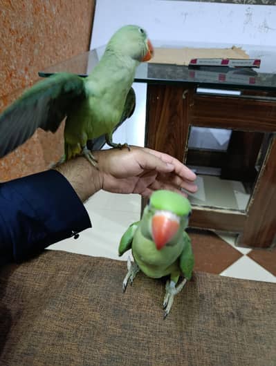 Kashmiri Raw 4 months old Parrots for Sale  Hand Tame & Flying Trained