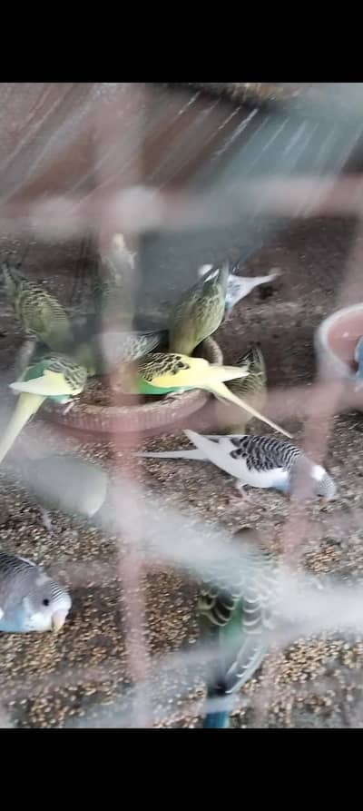 Bujri Parrots Healthy Peshawar 0348 2224485