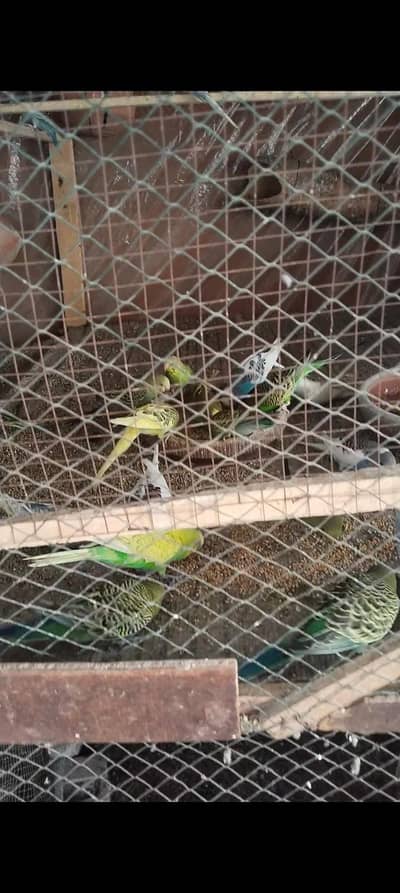 Bujri Parrots Healthy Peshawar 0348 2224485