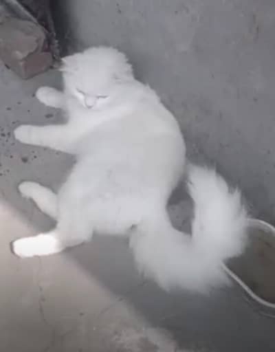 Russian Cat for sale