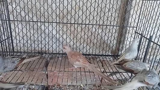 Diamond dove