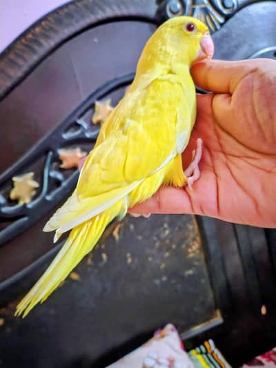 Yellow Jambo Size Parrot 03336610040