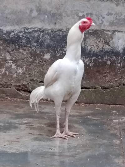 Quality Heera Aseel breed Patha Murgha Rioster