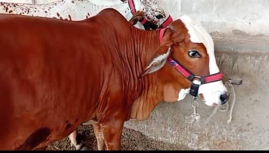 Pure Laal Pandi Bachri 2 daant