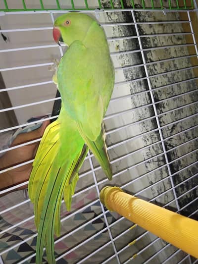 Talking parrot