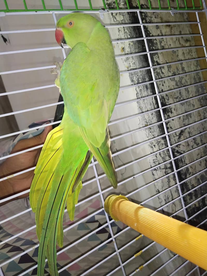 Talking parrot 0